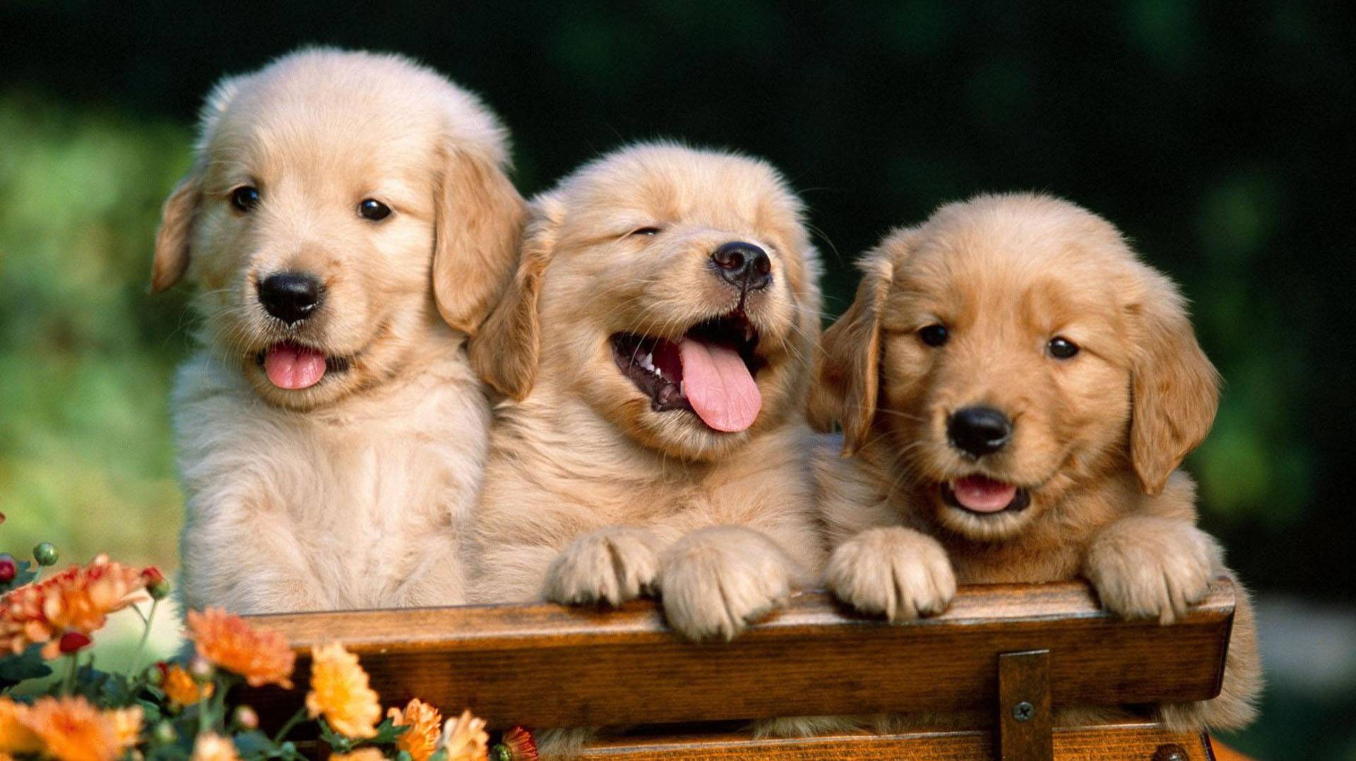 Hình ảnh của thú cưng