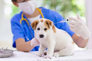 Khám chữa bệnh, chích ngừa thú cưng