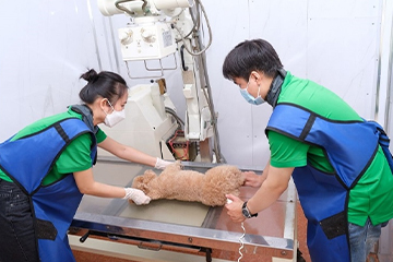 Phẫu thuật thú y chuyên sâu