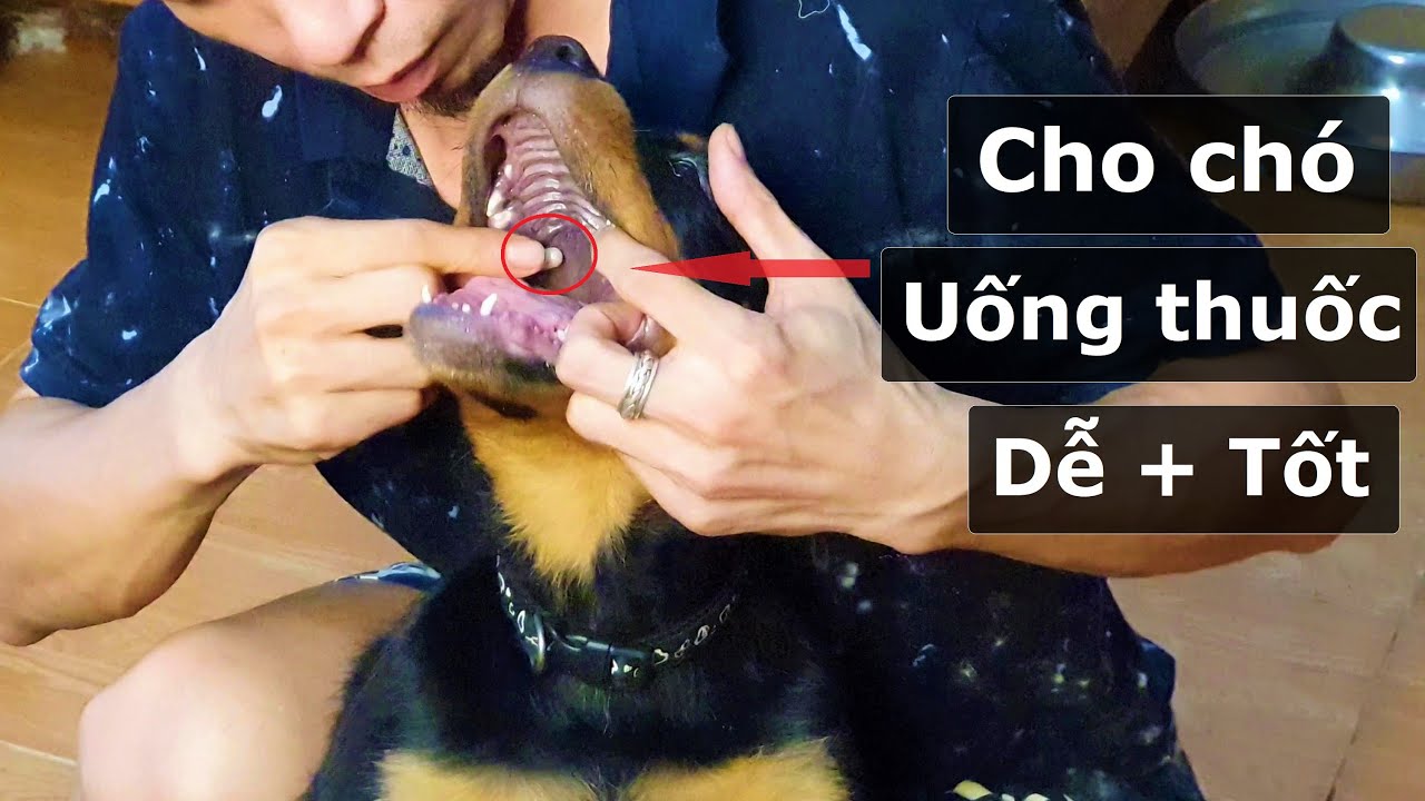 Chế độ dinh dưỡng cho chó mèo khi bị ốm